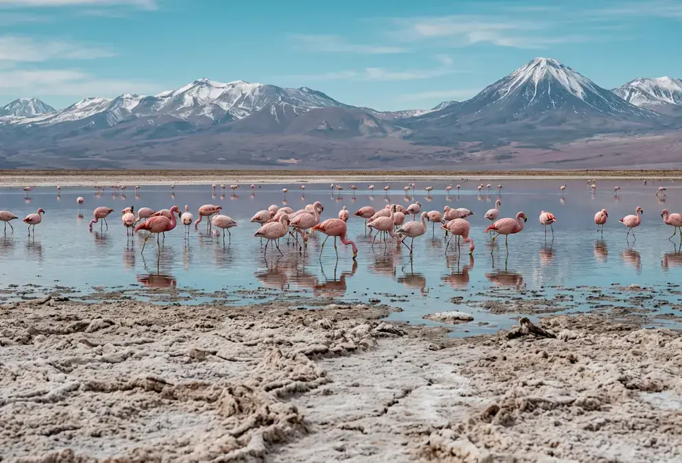 Salar de Atacama & Flamingo Lagoons Tour