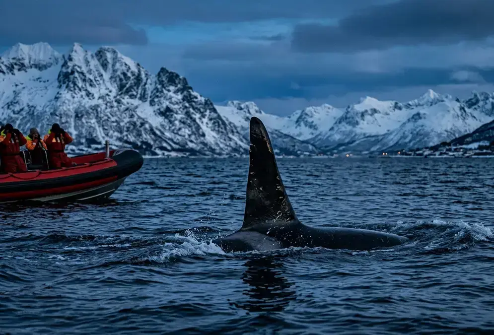 Orca dorsal fin breaking the surface of a dark blue Arctic fjord near Tromsø in winter, snow-covered Norwegian mountains in the background, blue polar twilight, expedition boat at the edge of frame, illustrating what to do in Tromsø beyond northern lights